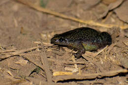 Image of Elachistocleis haroi Pereyra, Akmentins, Laufer & Vaira 2013