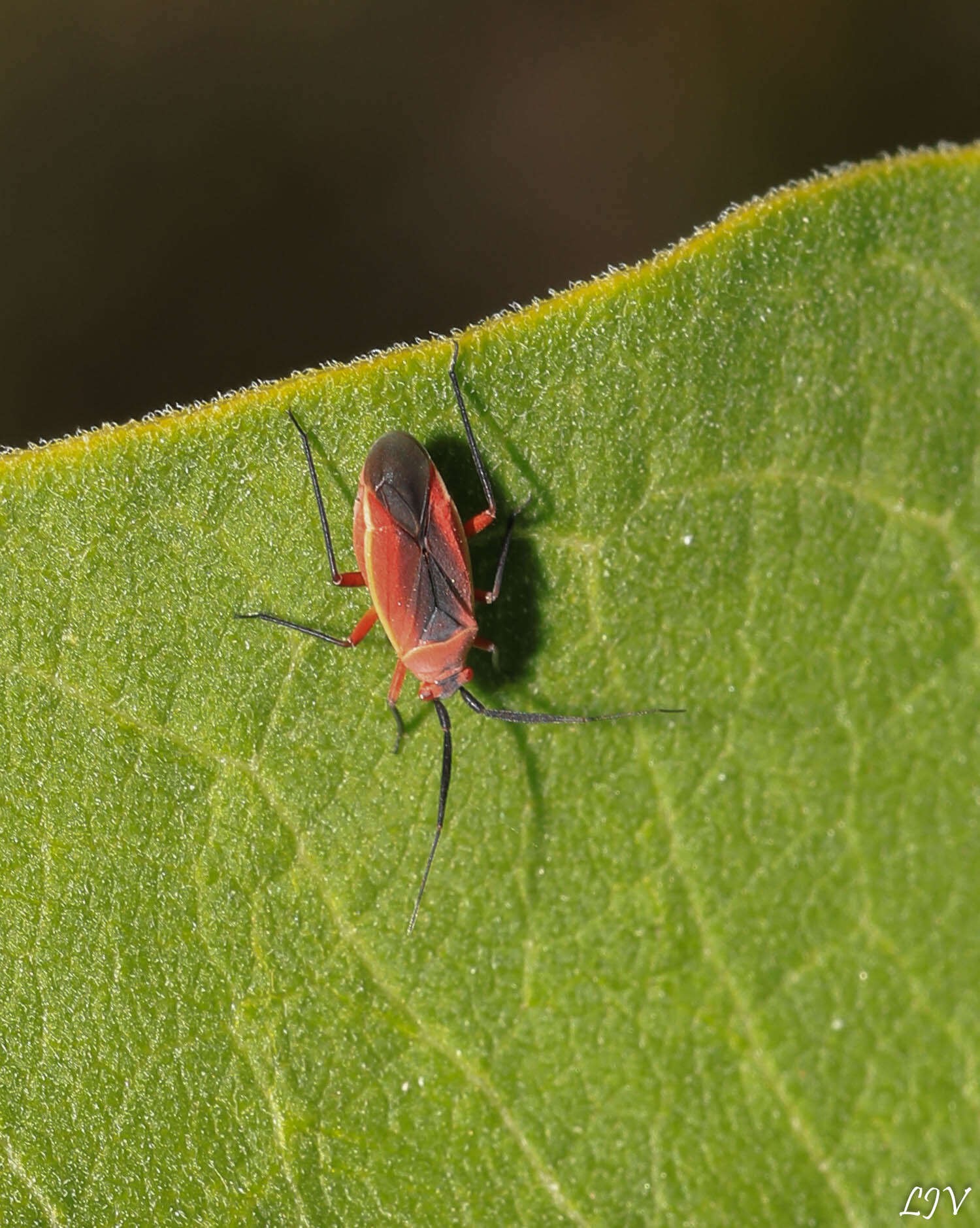 Lopidea instabilis (Reuter 1909)的圖片