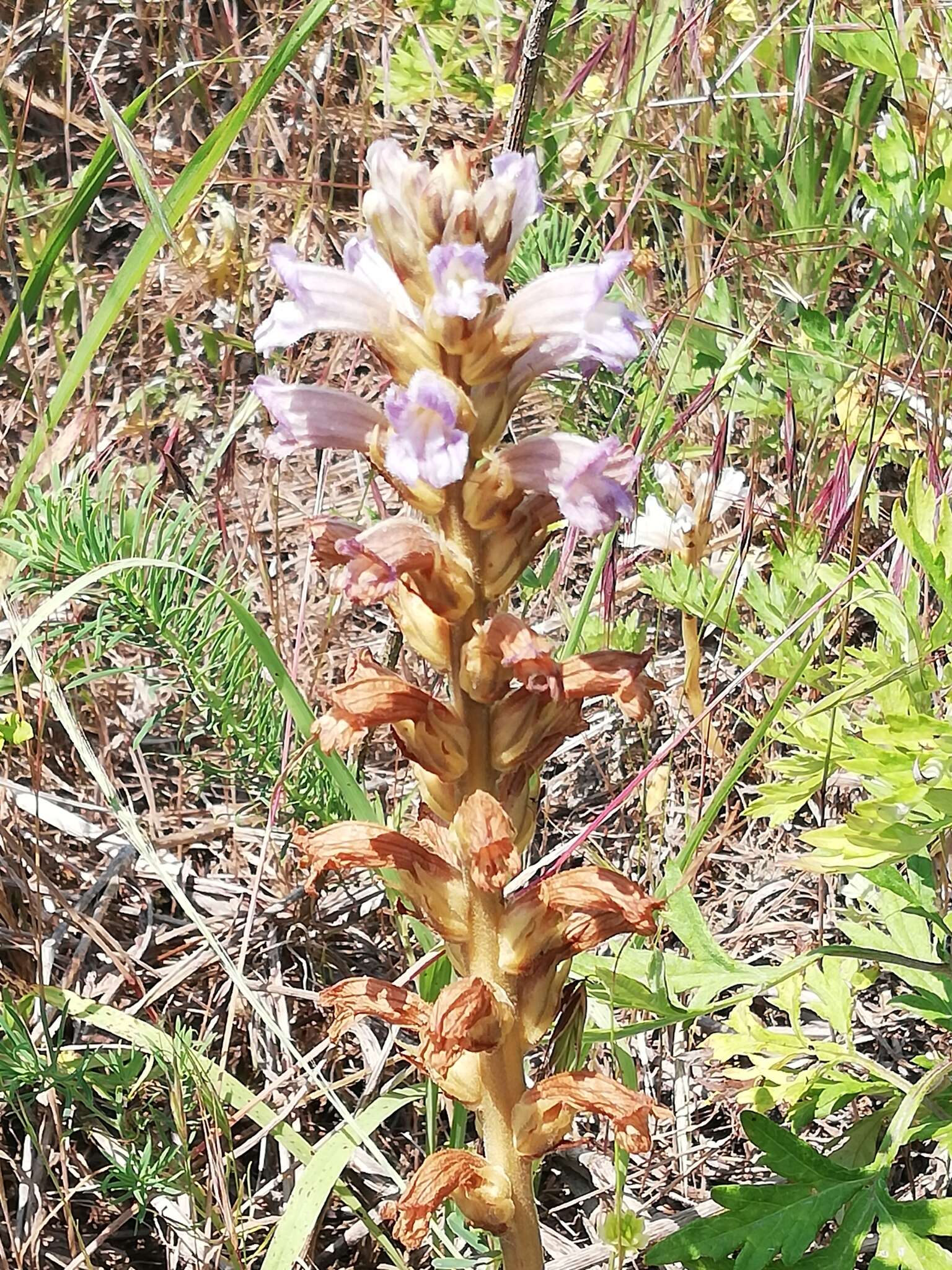 Image of Phelipanche purpurea subsp. purpurea