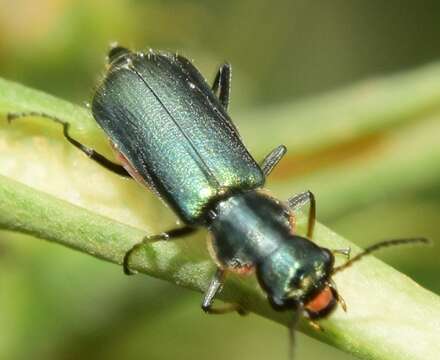 Image of Clanoptilus abdominalis