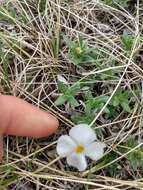 Image of alyssumleaf phlox