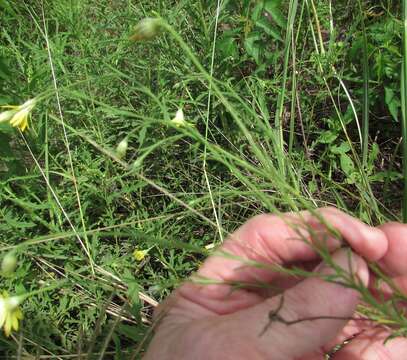 Image of Slender Scratchdaisy