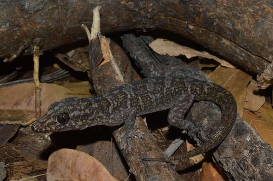 Image of Del Campo's Leaf-toed Gecko