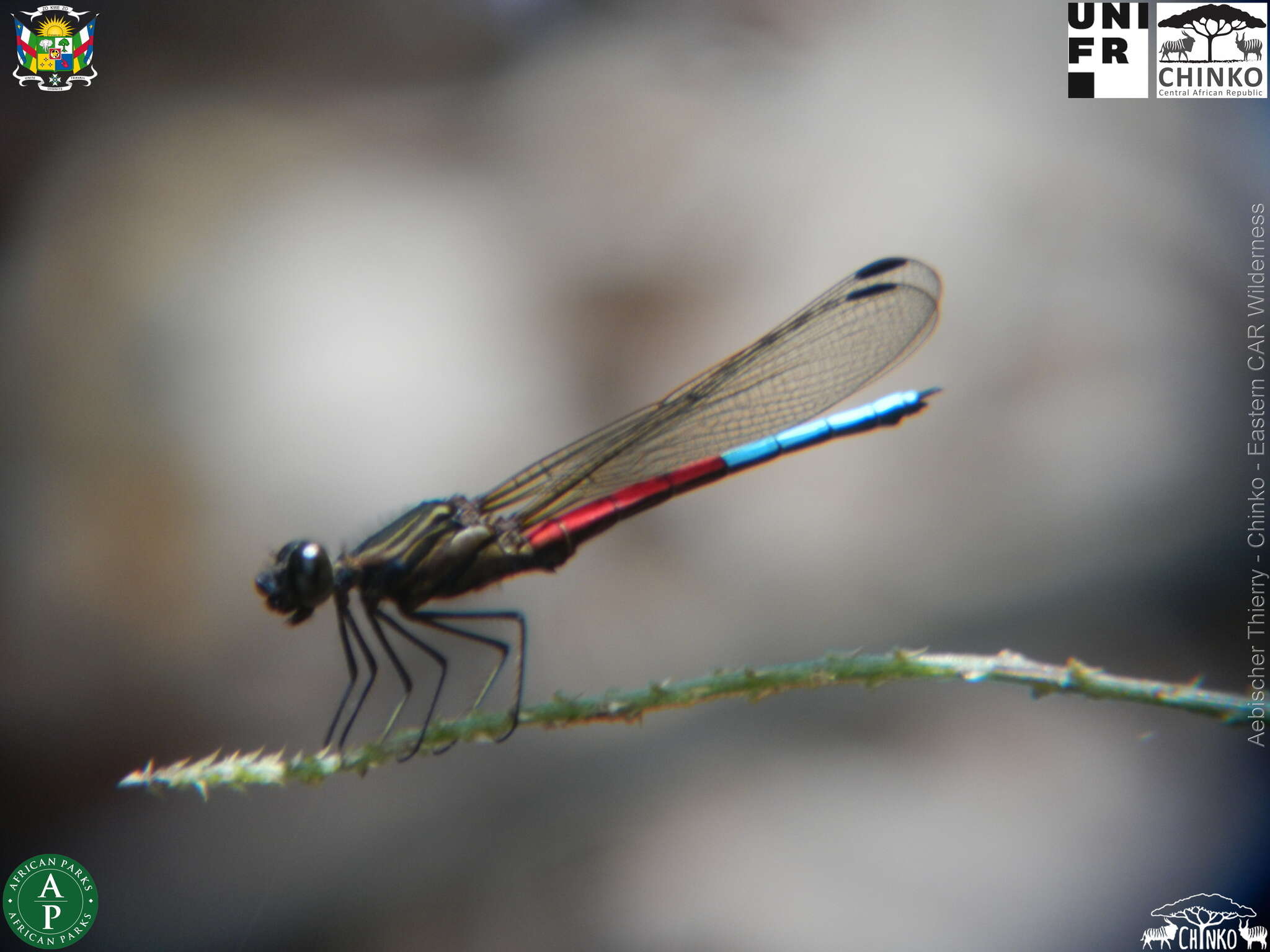 Image of Chlorocypha curta (Hagen ex Selys 1853)