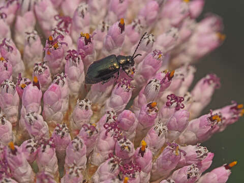 Image of Purple Blombos