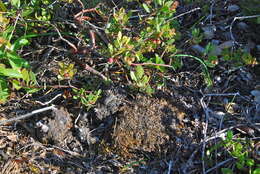 Слика од Arctostaphylos parvifolia T. J. Howell