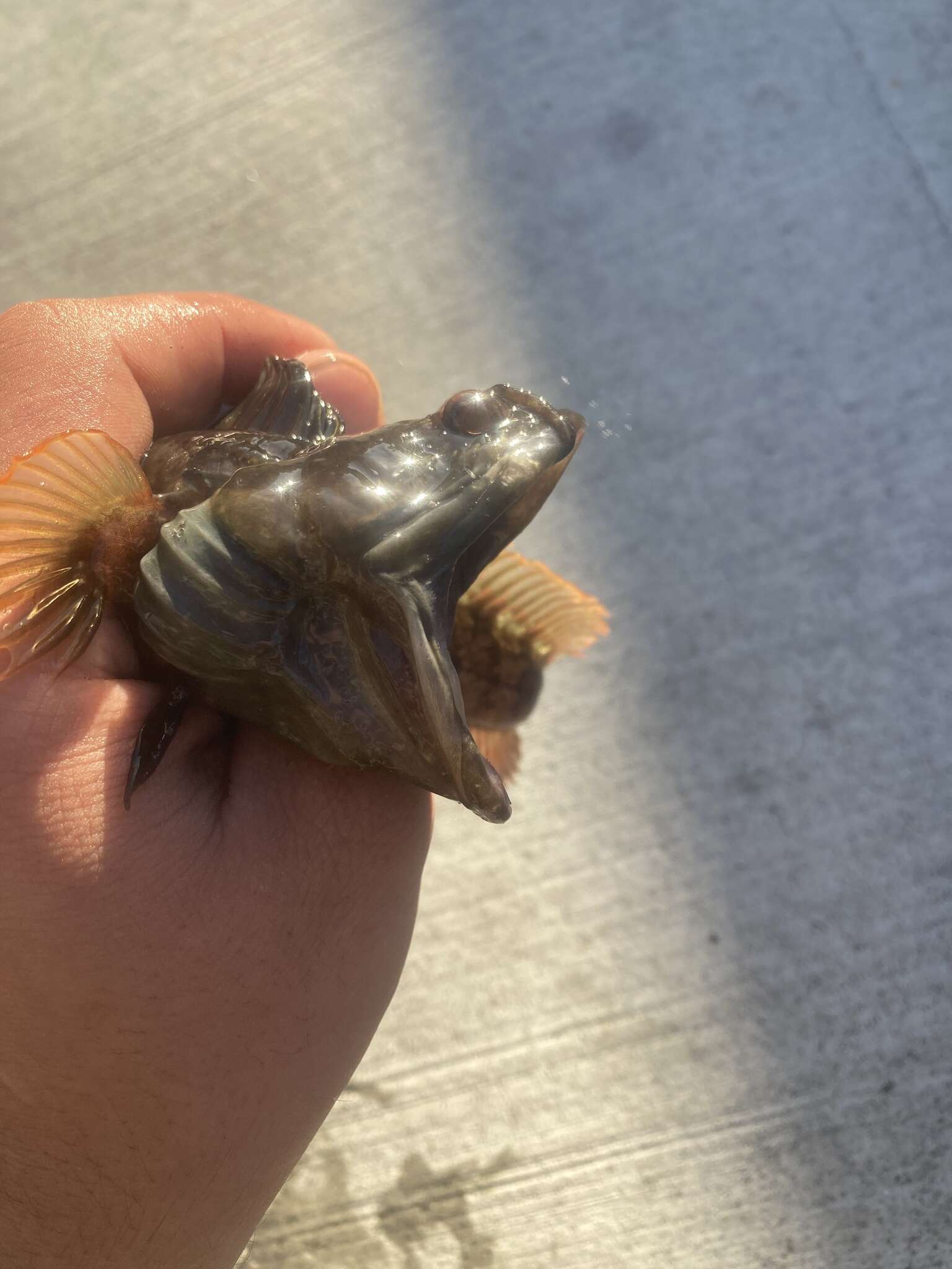 Image of One-Spot Fringehead