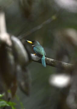 Image of Yellow-billed Jacamar