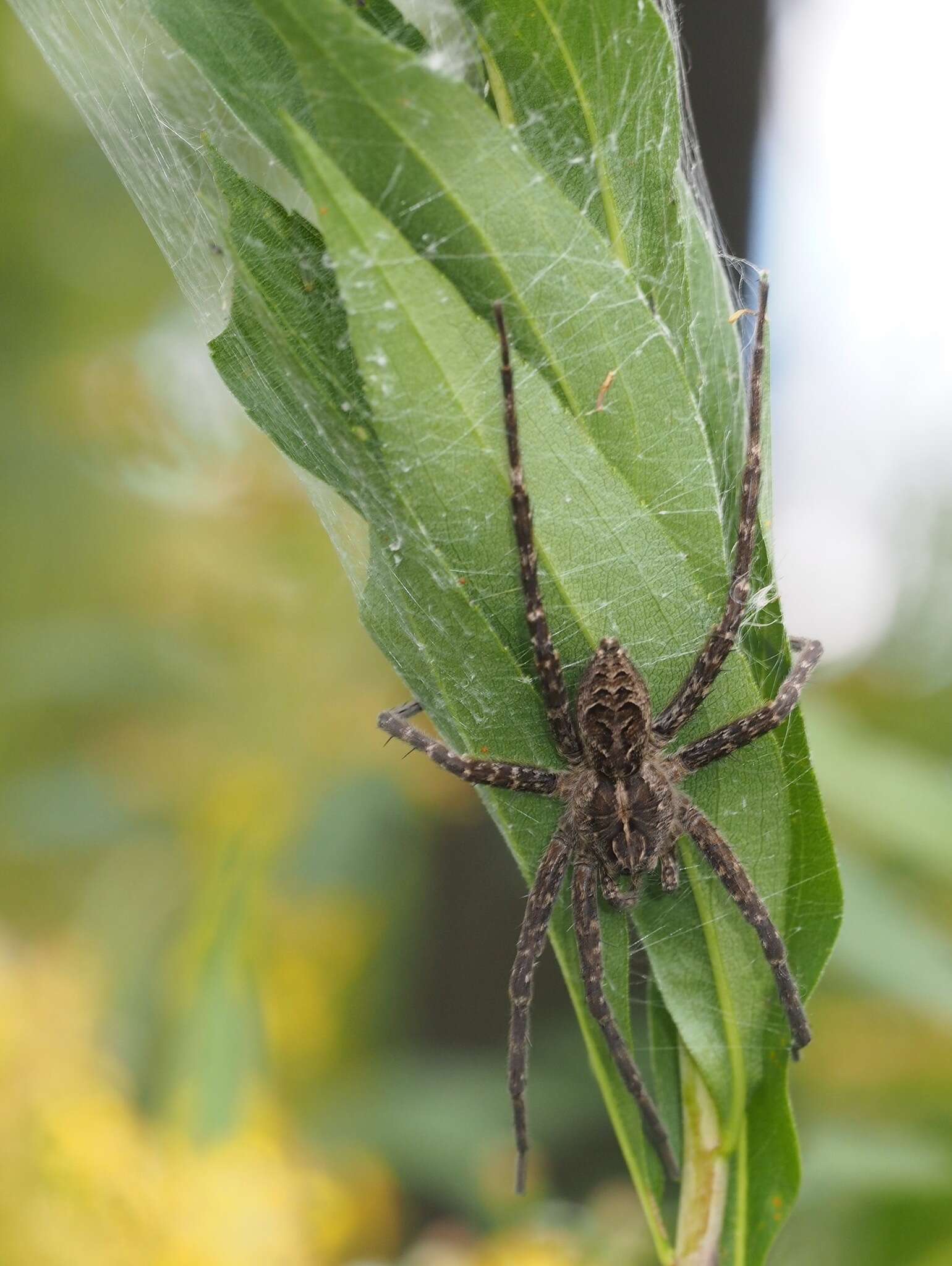 Plancia ëd Dolomedes scriptus Hentz 1845