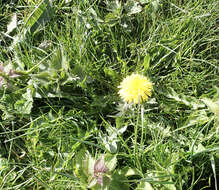 Слика од Taraxacum piceatum Dahlst.