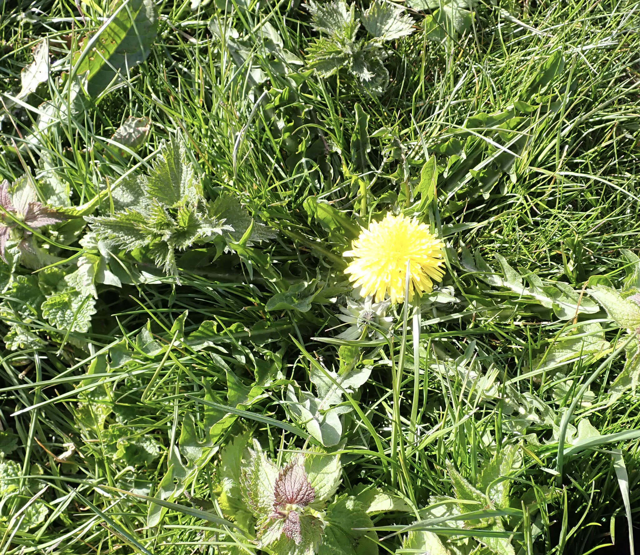 Image of Taraxacum piceatum Dahlst.