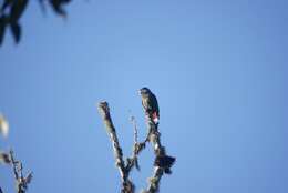 Image of Red-billed Parrot