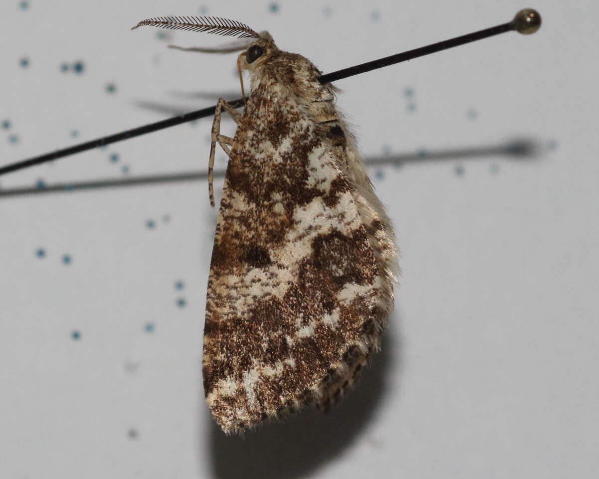 Image of Powder Moths