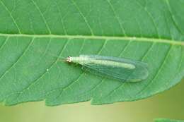 Image of Goldeneyed Lacewing