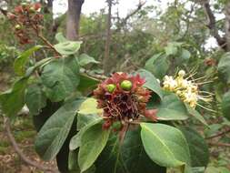 Image of Clerodendrum tomentosum (Vent.) R. Br.