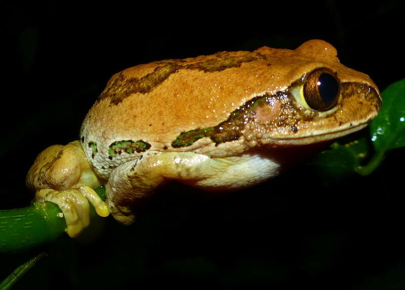 Leptopelis flavomaculatus (Günther 1864)的圖片