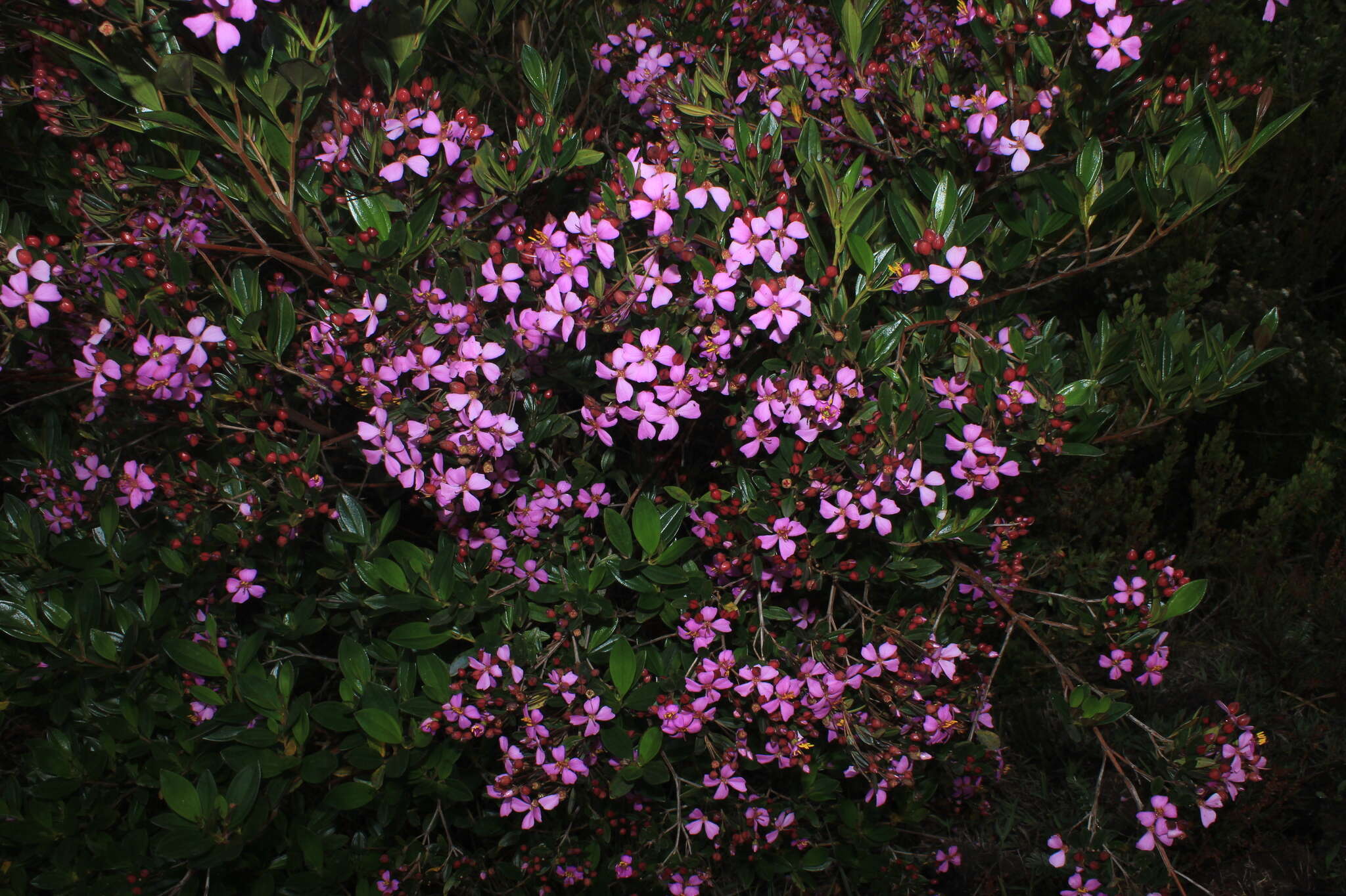 Слика од Bucquetia glutinosa (L. fil.) DC.