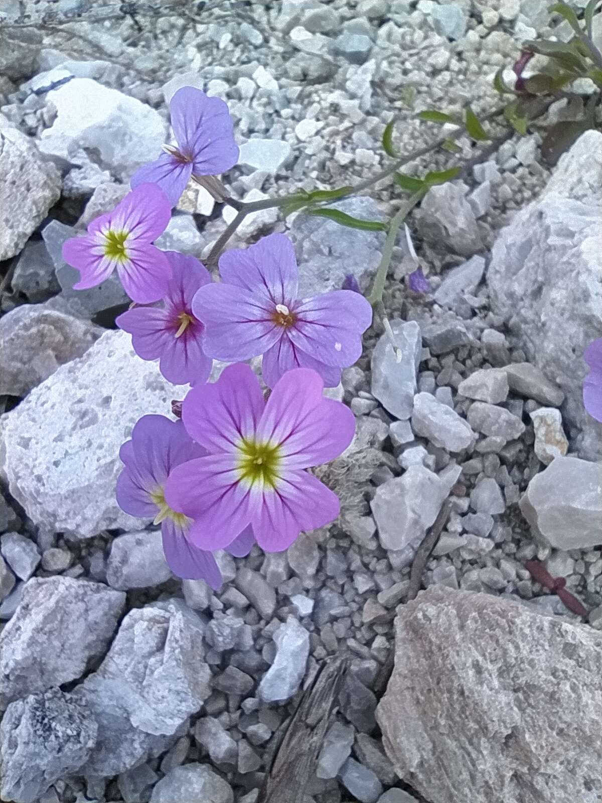 Imagem de Malcolmia maritima (L.) W. T. Aiton