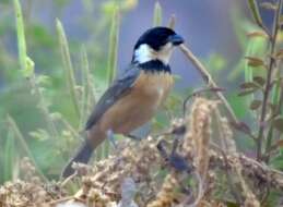 Image of Cinnamon-rumped Seedeater