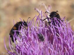 Imagem de Acmaeoderella cyanipennis perroti