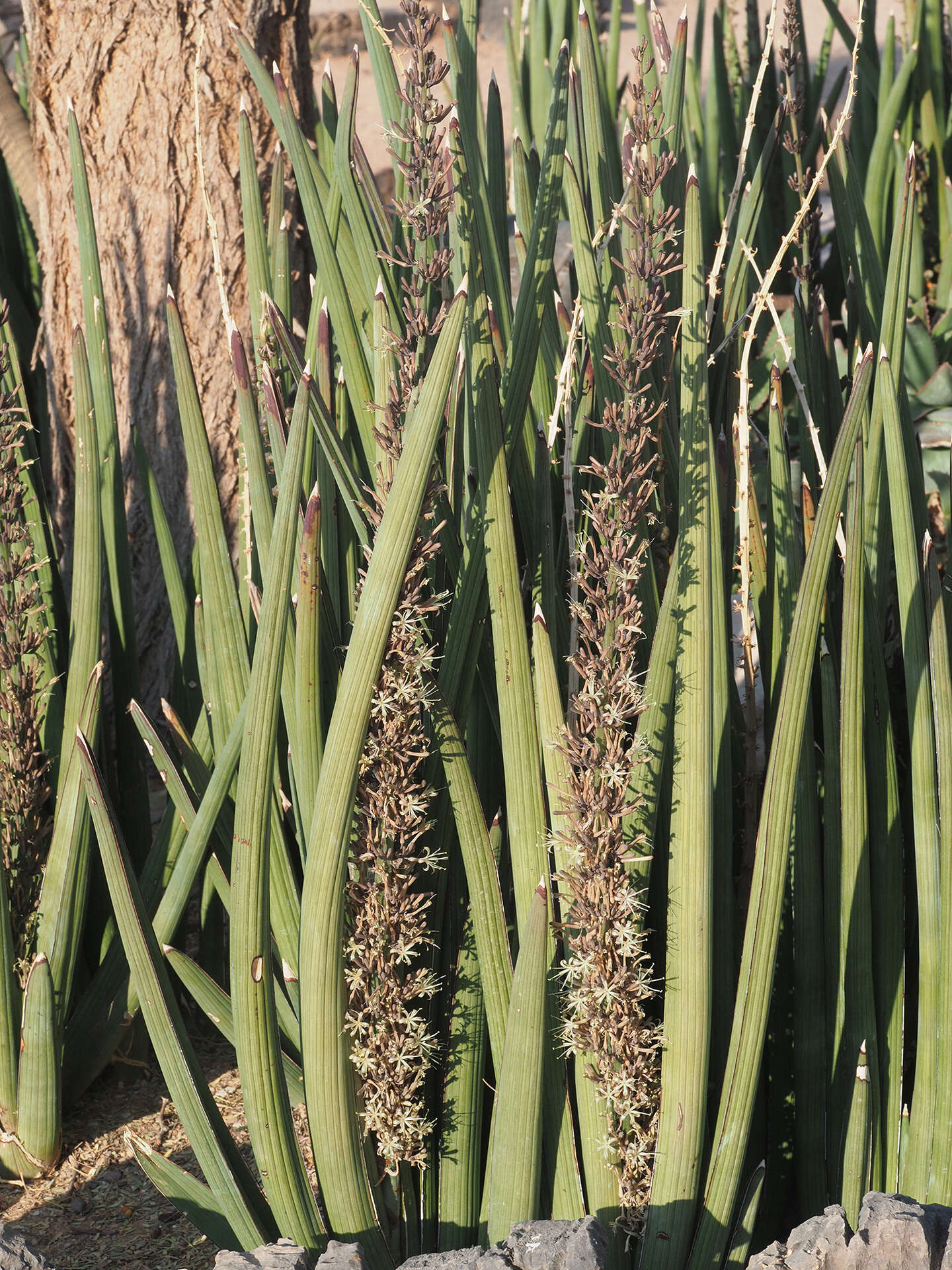 Image of Spiky mother-in-law's tongue