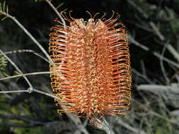 Imagem de Banksia ericifolia L. fil.