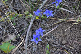 Image of Gentiana manshurica Kitagawa