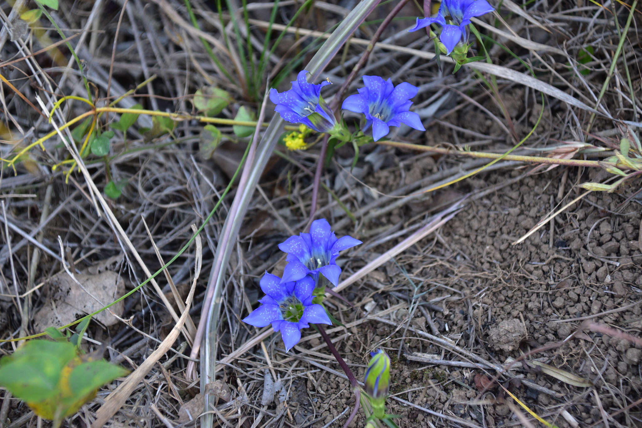 Image of Gentiana manshurica Kitagawa