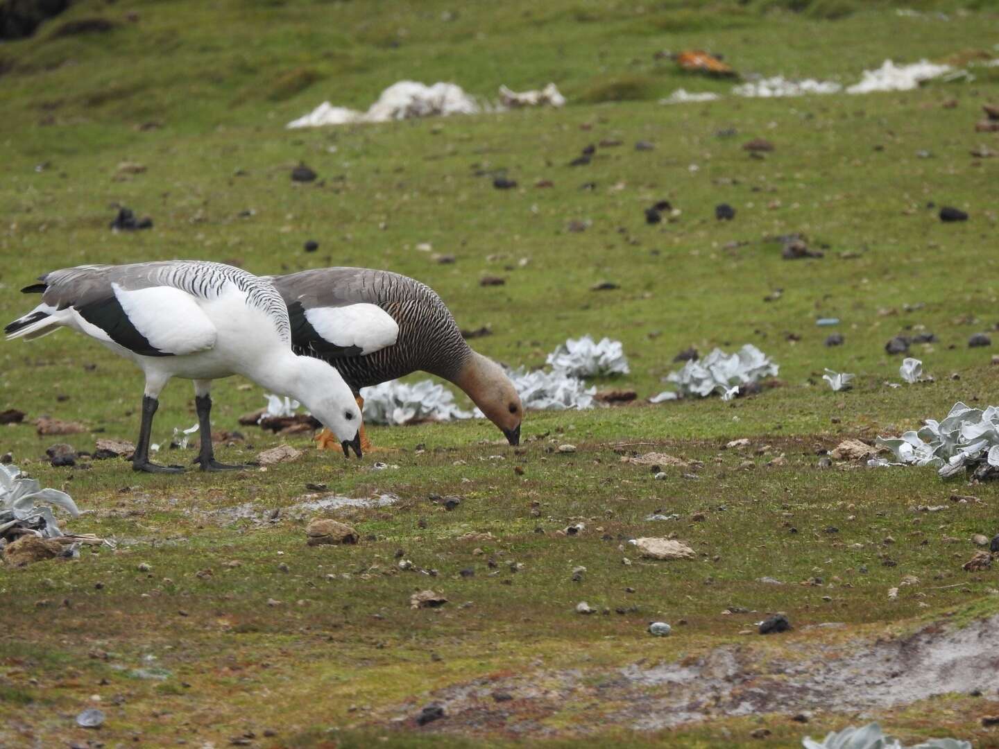 Plancia ëd Chloephaga picta leucoptera (Gmelin & JF 1789)