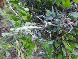 Image of Matelea trachyantha (Greenman) W. D. Stevens