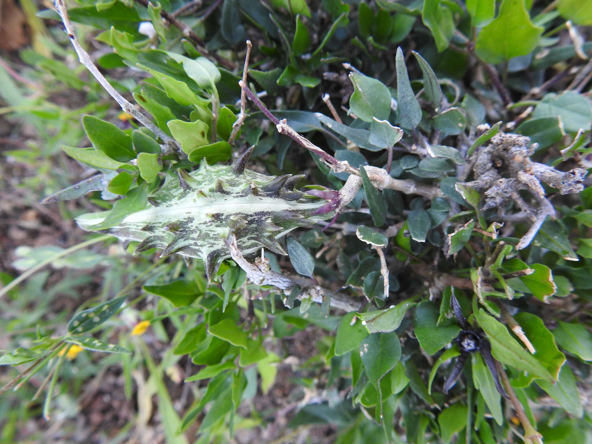 Image of Matelea trachyantha (Greenman) W. D. Stevens