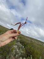 Image of Lachenalia orchioides (L.) Aiton