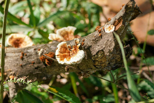 Image of Trametes vernicipes (Berk.) Zmitr., Wasser & Ezhov 2012