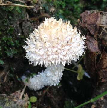 Image de Psathyrella asperospora (Cleland) Guzmán, Bandala & Montoya 1991