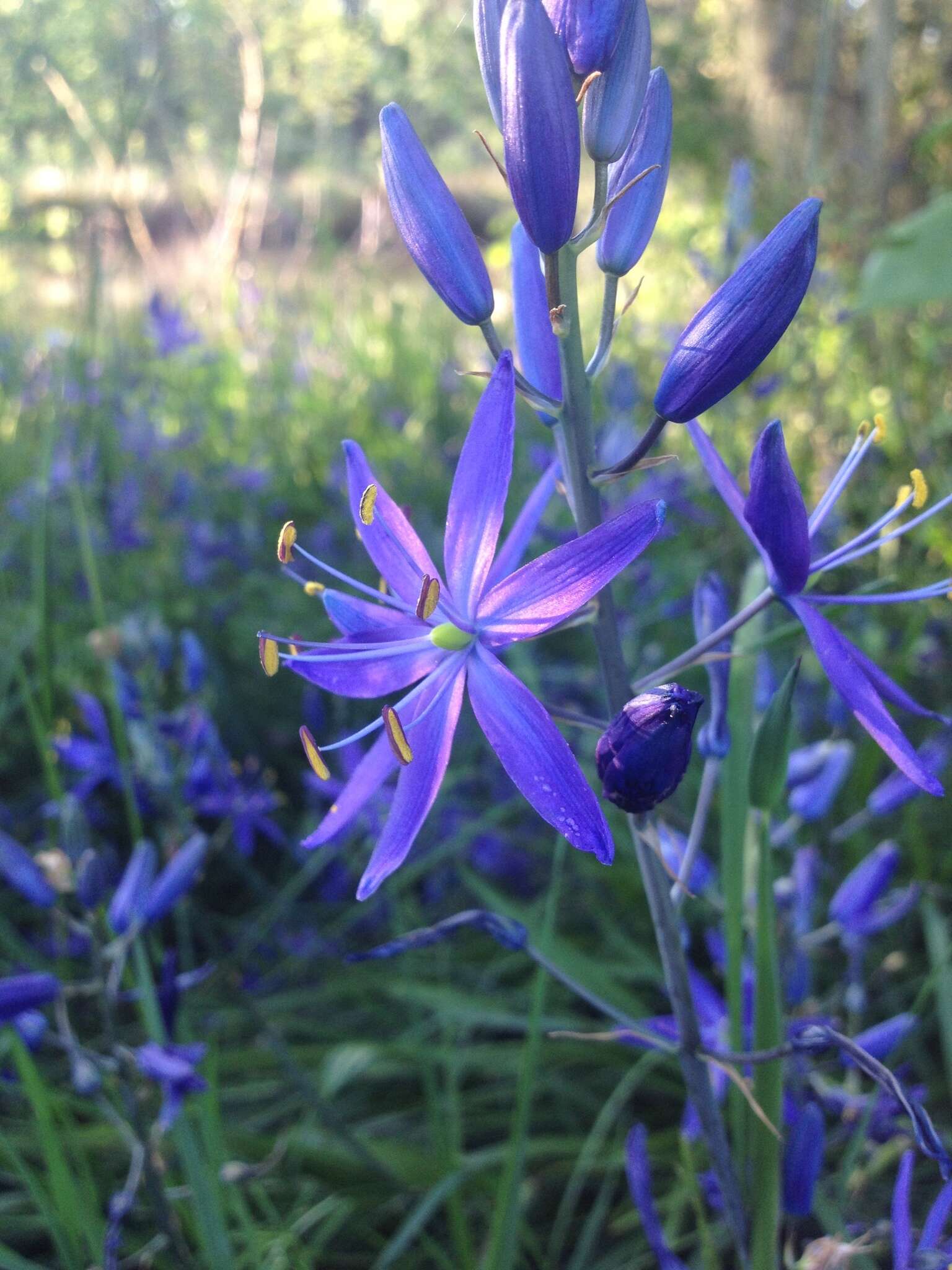 Image of large camas