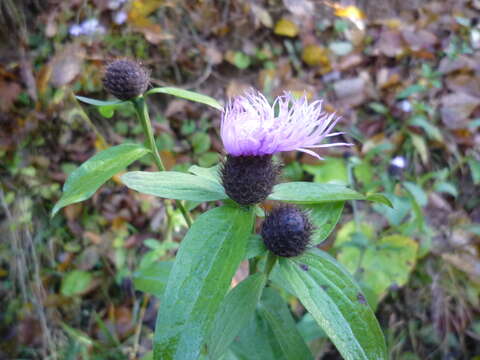 Image of Centaurea phrygia subsp. phrygia