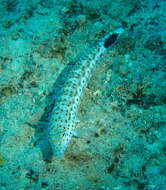 Image of Parapercis xanthogramma Imamura & Yoshino 2007