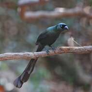 Image of Treepie