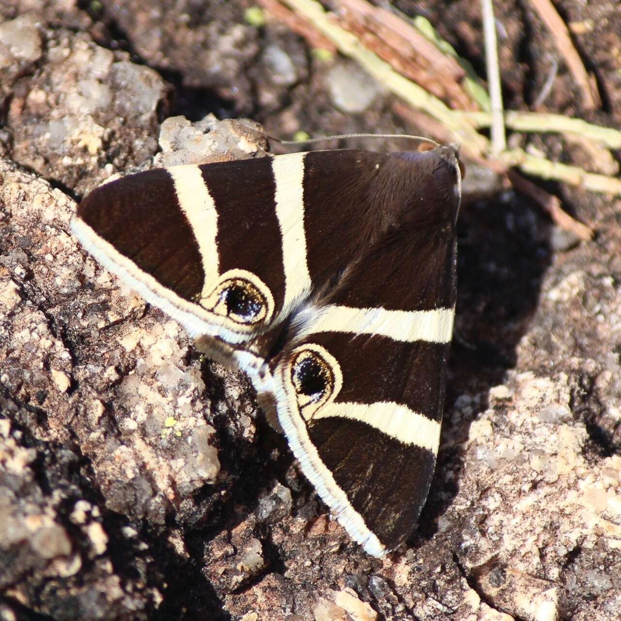 Grammodes ocellata Tepper 1890的圖片