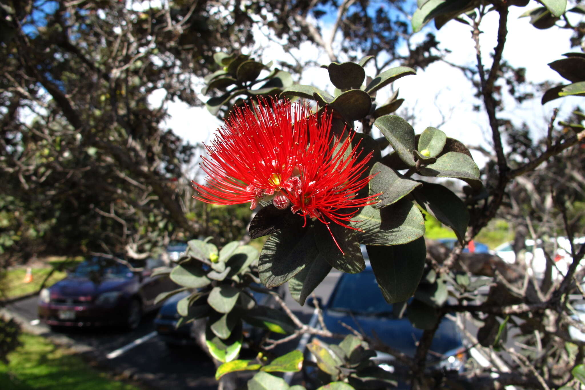 Image of 'ohi'a lehua