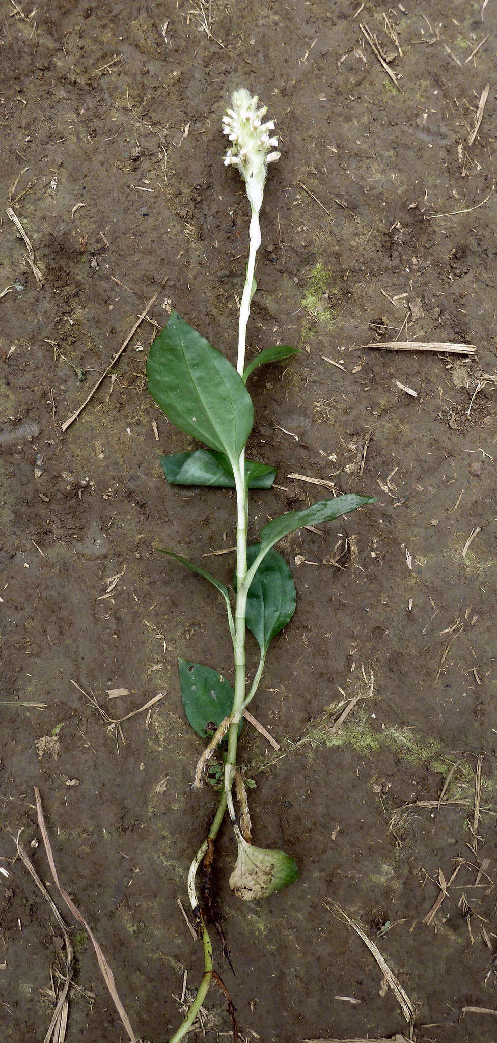 Image of Platylepis glandulosa (Lindl.) Rchb. fil.