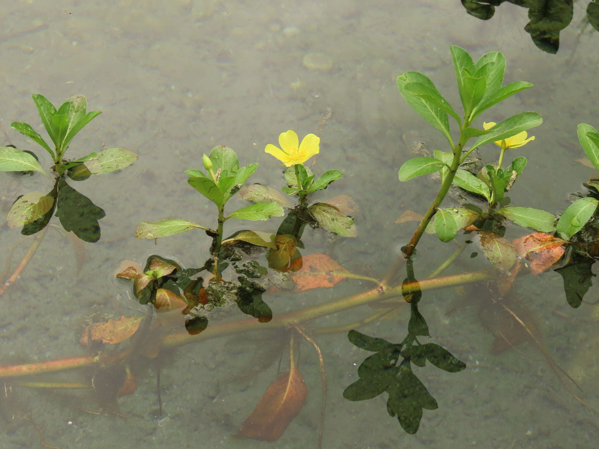 صورة Ludwigia taiwanensis C. I. Peng