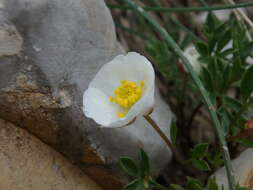 Image of Ranunculus seguieri subsp. seguieri