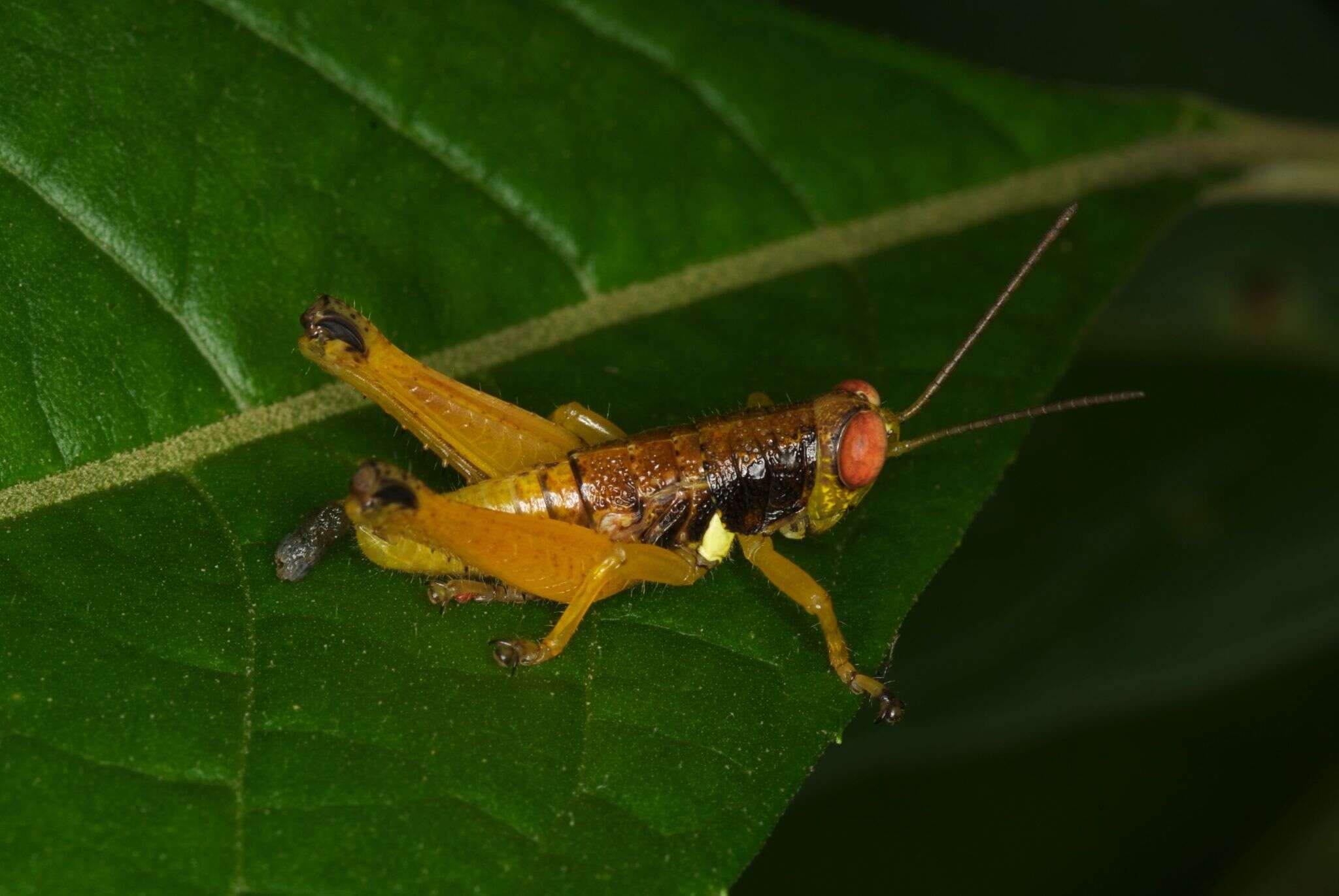 Image of Psiloscirtus apterus (Scudder & S. H. 1875)