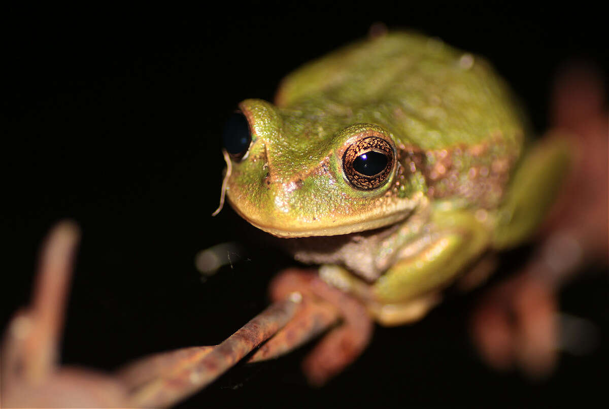 Image of Gastrotheca cuencana Carvajal-Endara, Coloma, Morales-Mite, Guayasamin, Székely & Duellman 2019