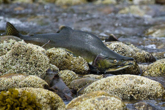 Слика од Oncorhynchus gorbuscha (Walbaum 1792)