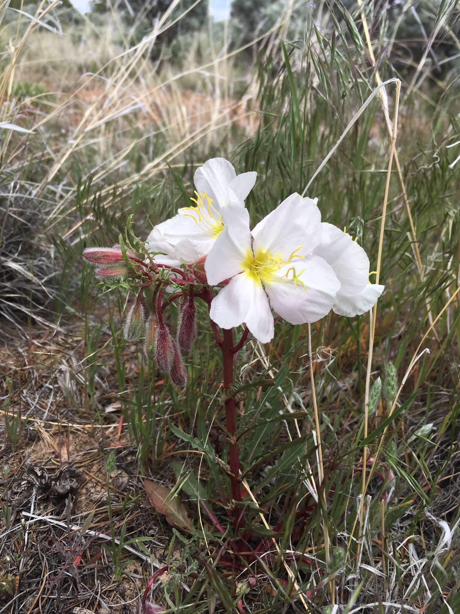 Слика од Oenothera pallida subsp. trichocalyx (Nutt. ex Torr. & Gray) Munz & W. Klein