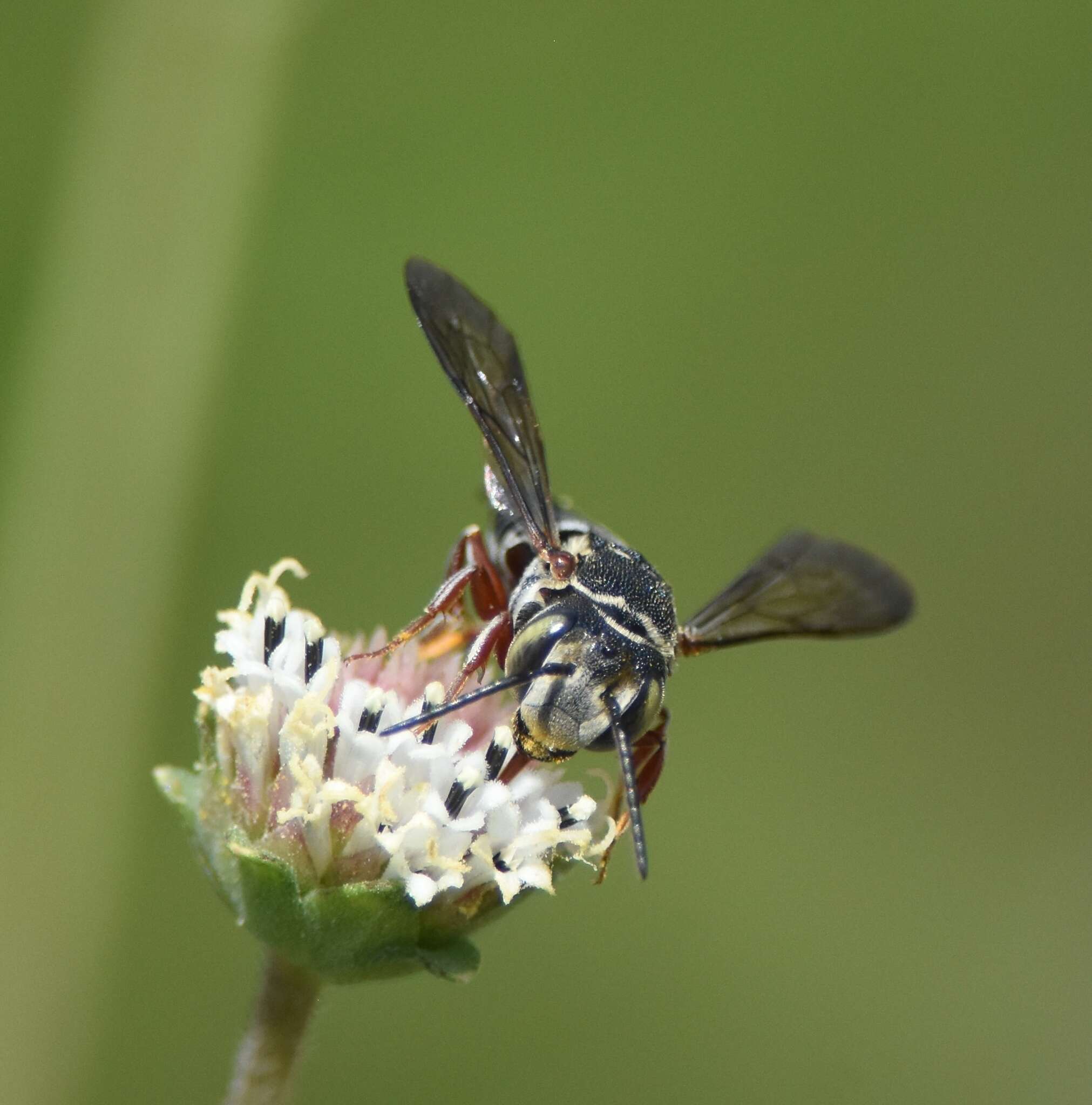 Image of Coelioxys mexicanus Cresson 1878