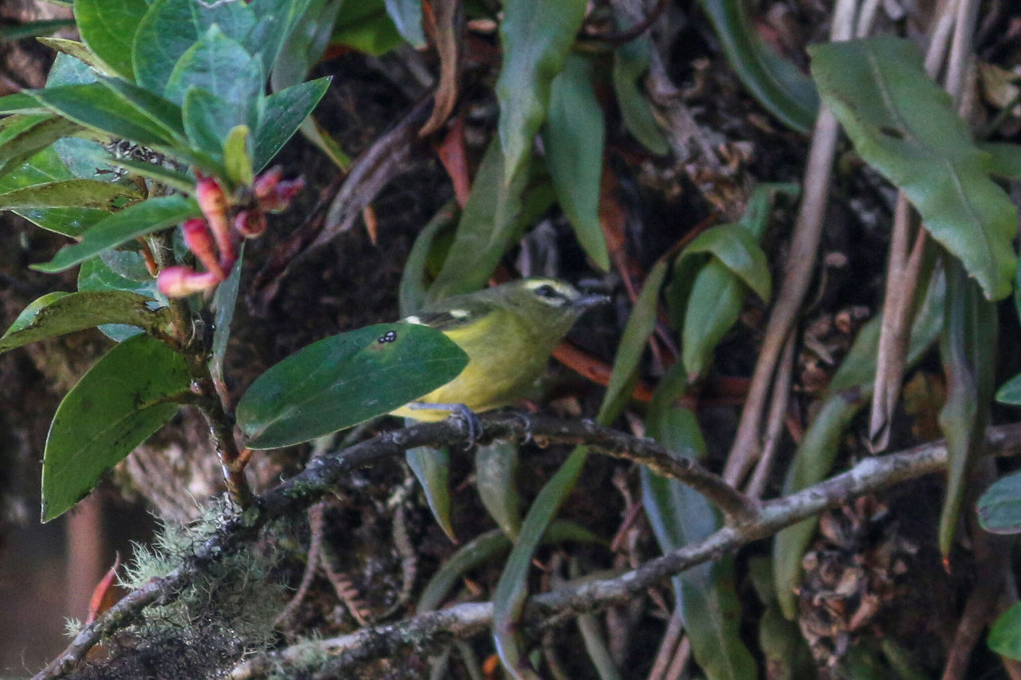 Plancia ëd Vireo carmioli Baird & SF 1866