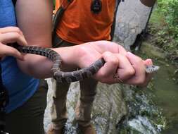 Image of Nerodia sipedon sipedon (Linnaeus 1758)